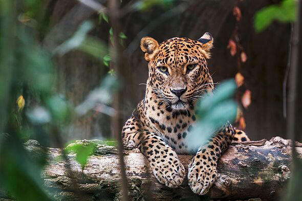 Major health update as woman mauled by leopard at zoo - horror new details