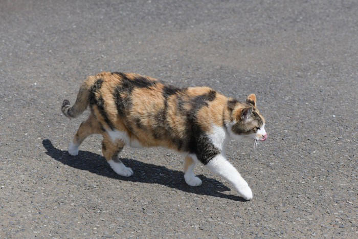 猫が『物に当たらずに歩ける』4つの理由 狭い隙間でもスイスイ歩けるのはなぜ？