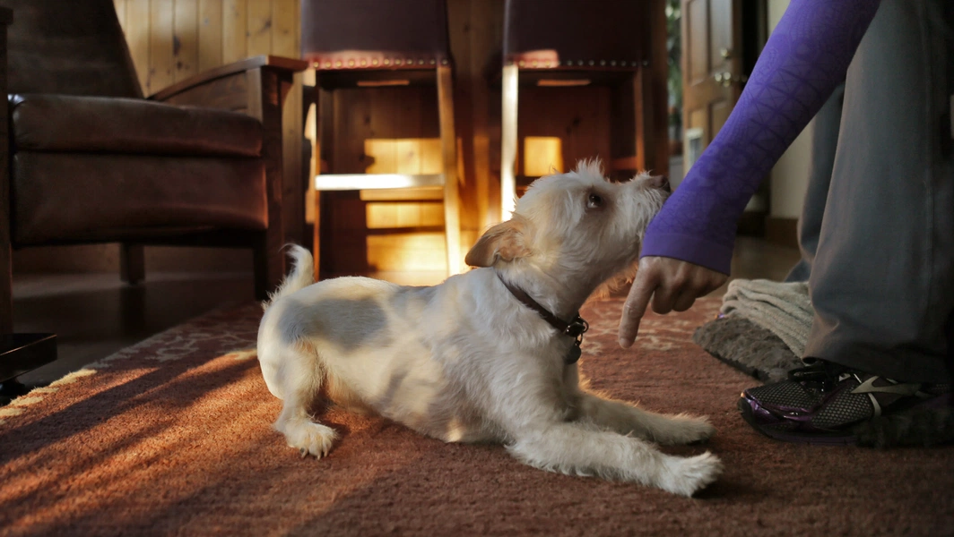 4 signs a rescue dog feels at home