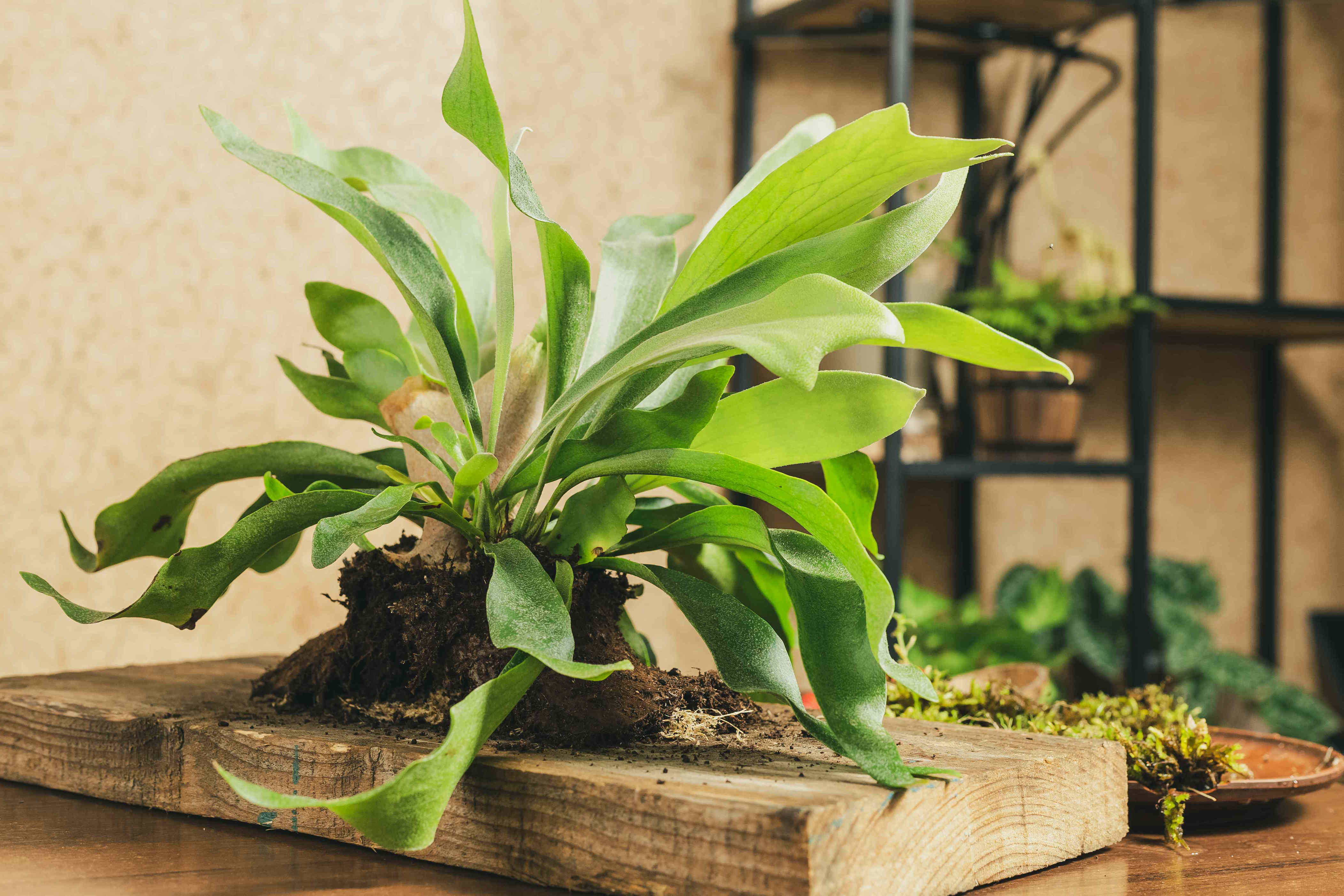 6 unique houseplants that double as living art, according to interior ...
