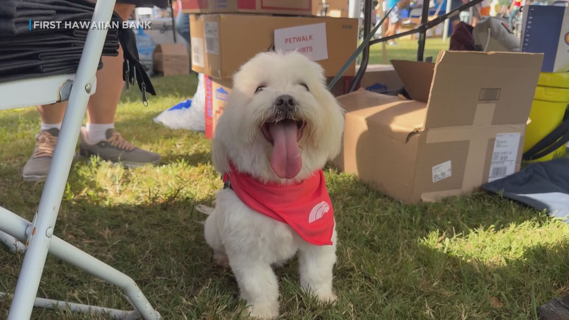 Hawaiian Humane Society PetWalk draws more than 1,100 to Kapiolani Park