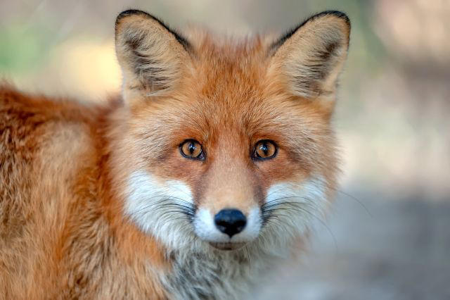 California firefighters free fox after resident spots it stuck in chain ...