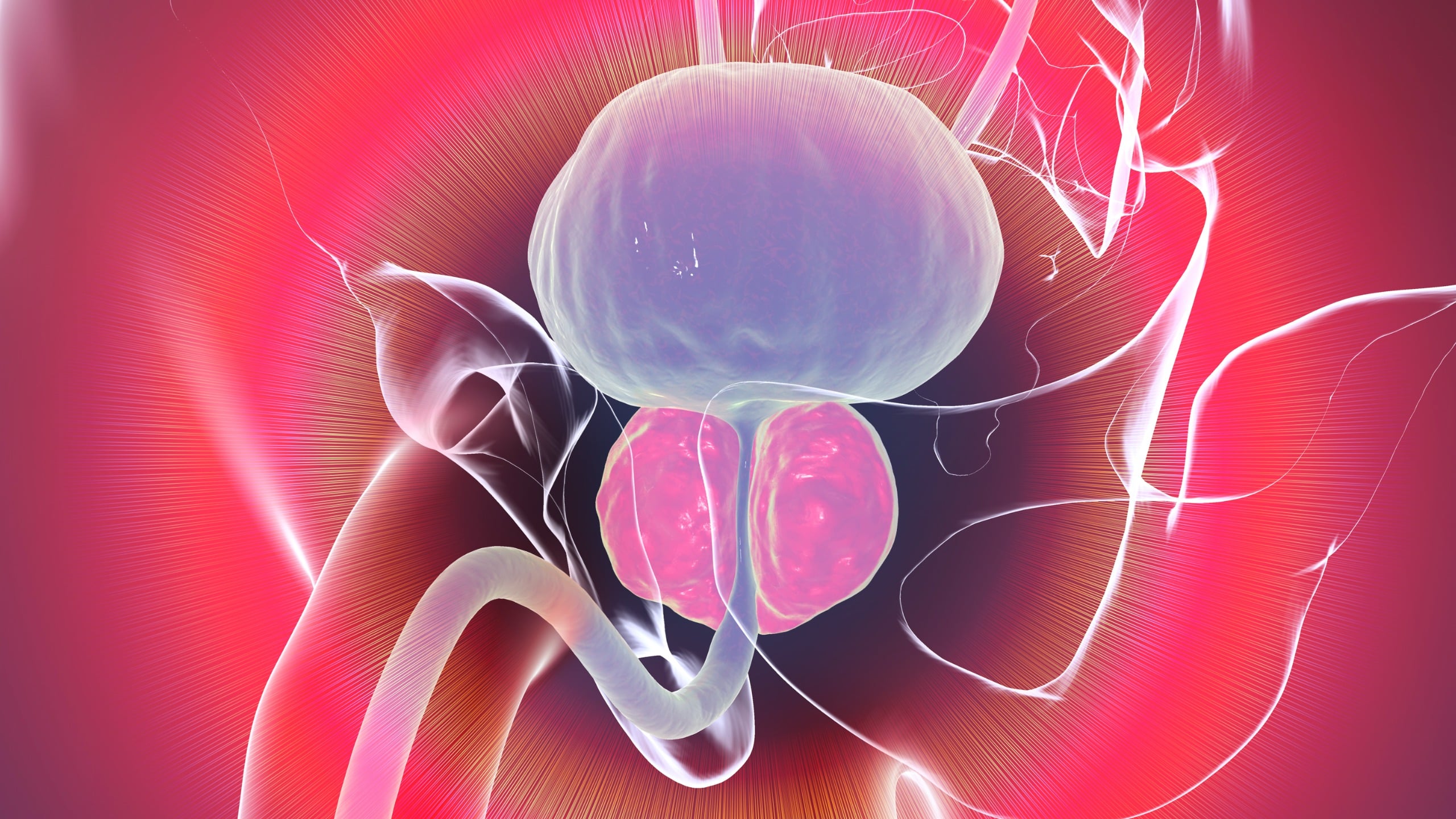 Scientists may have discovered why men's prostates enlarge with age