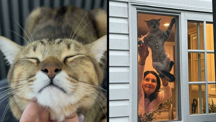 Cat behavior: 47 photos of felines doing their own thing