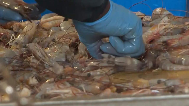 New law requires SC restaurants to disclose imported shrimp