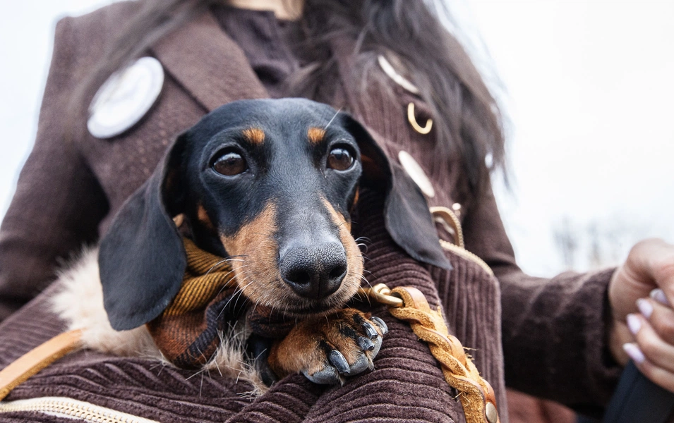 Living with a fearless dachshund