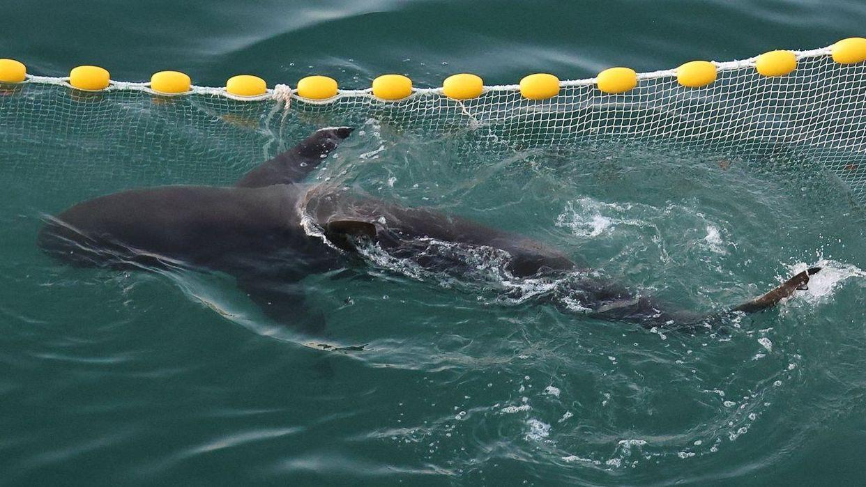 A shark went astray and captured Korea's heart - will she finally make ...
