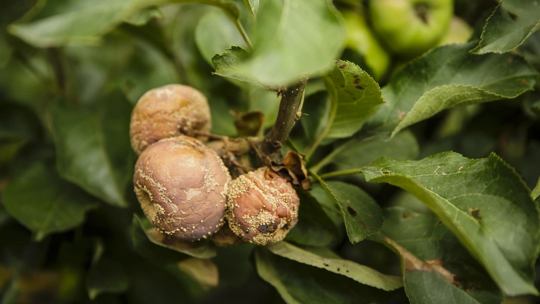 Autumn fruit tree maintenance tips