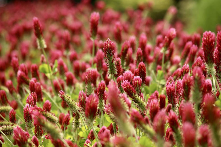 Don't leave your garden soil bare this winter—a gardening expert ...