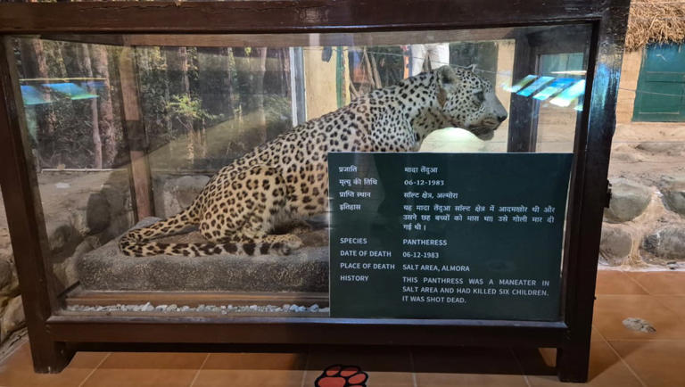 Teddy tigers and preserved embryos: Museum in Corbett tries to keep ...