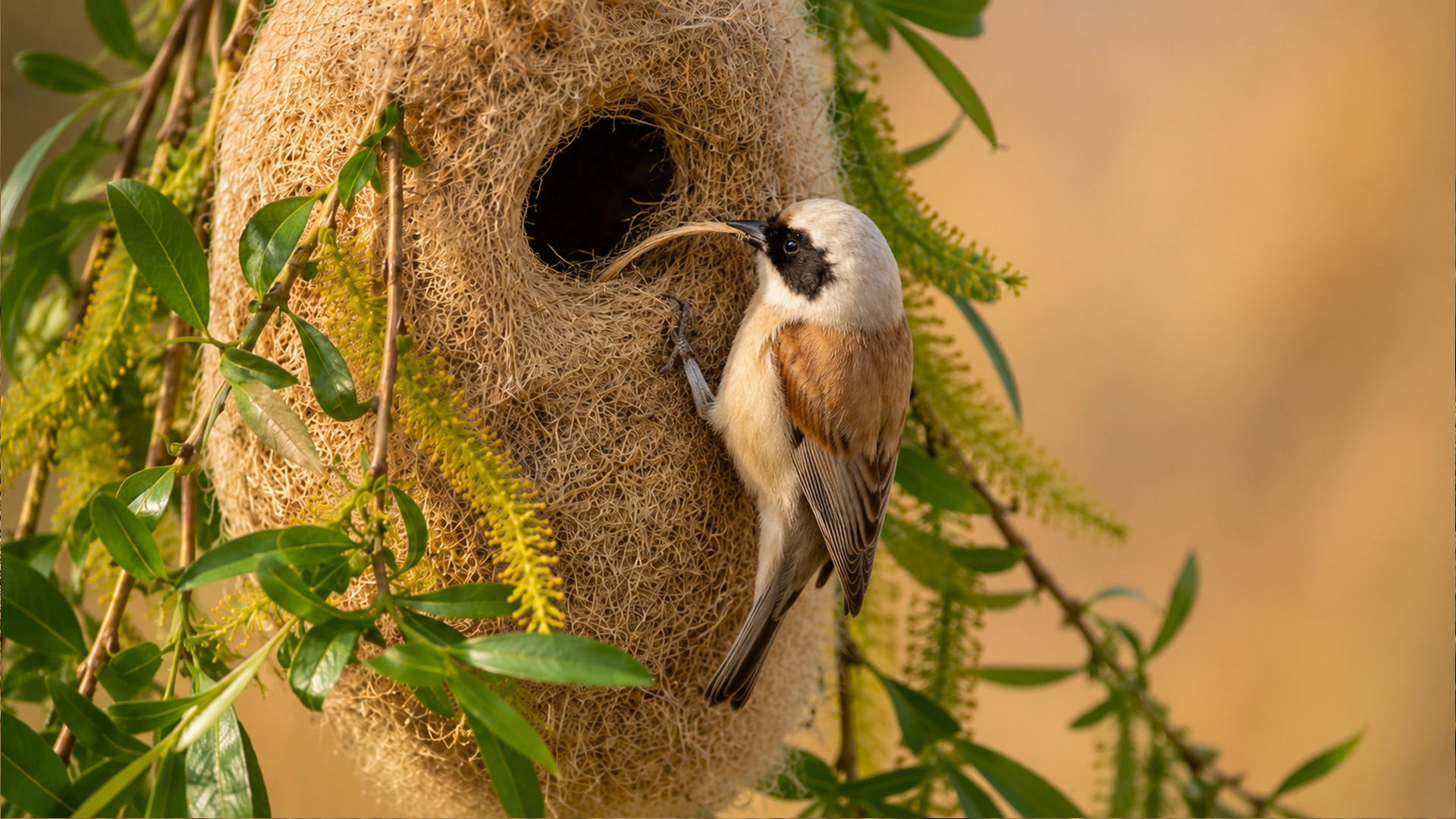 Hidden camera reveals how a penduline tit builds its remarkable hanging ...