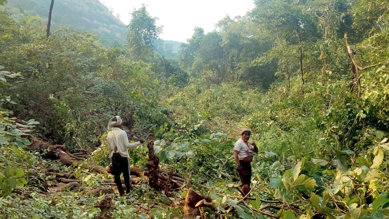 Karjat tree felling: 32,490 trees to be cut for 3,000 MW pumped storage ...