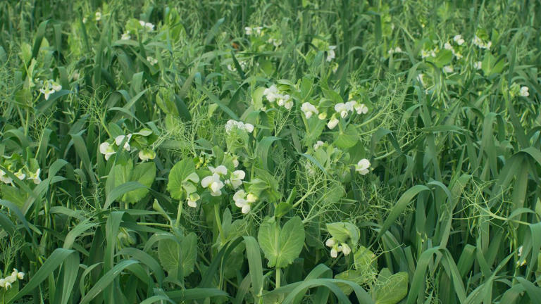 Don't leave your garden soil bare this winter—a gardening expert ...