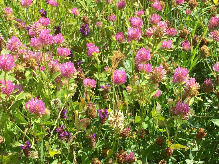 Don't leave your garden soil bare this winter—a gardening expert ...