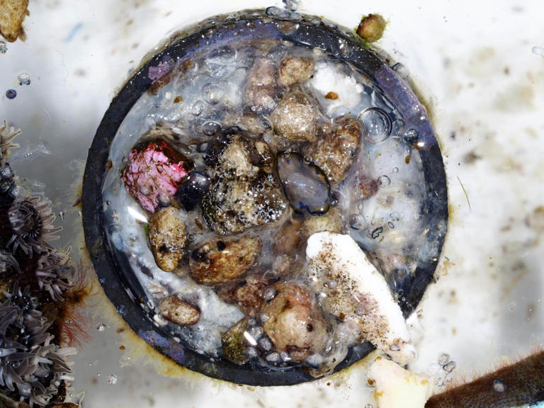 Bottle cap found off Japan coast carried marine ecosystem from PH