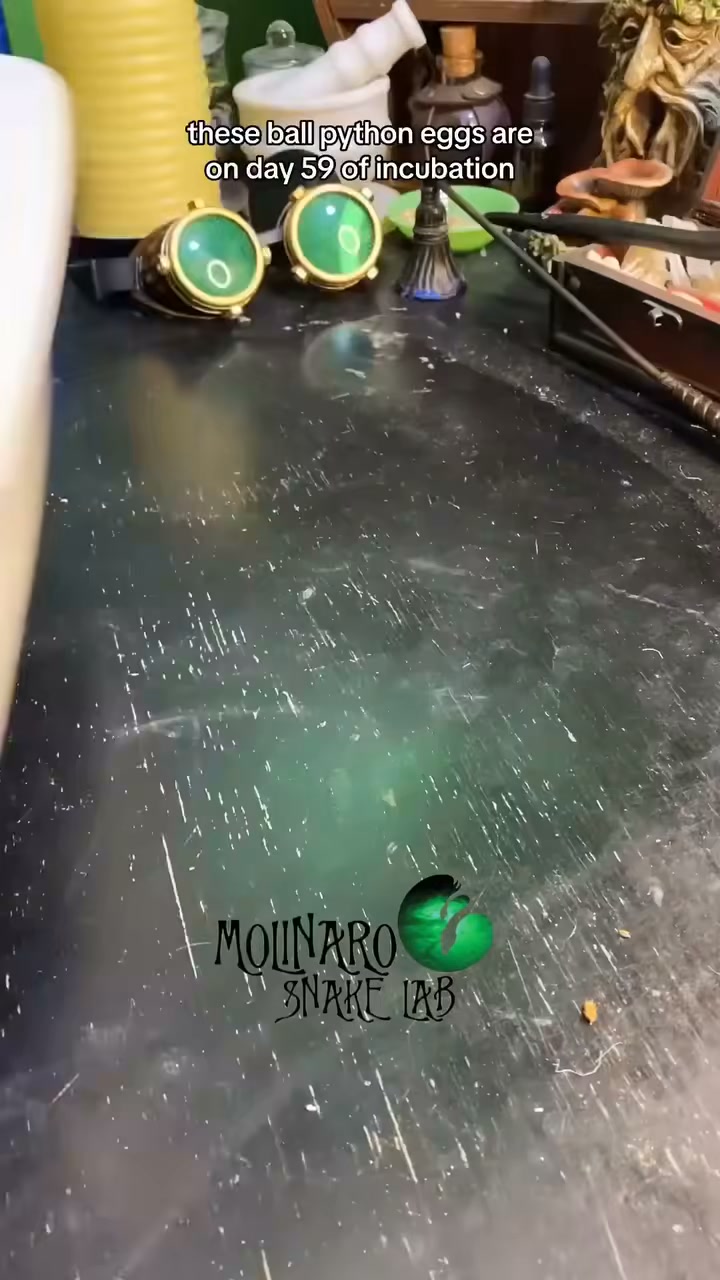 The final journey of the leaky egg!