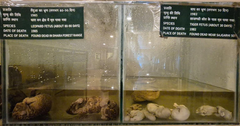 Teddy tigers and preserved embryos: Museum in Corbett tries to keep ...