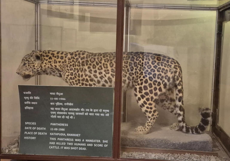 Teddy tigers and preserved embryos: Museum in Corbett tries to keep ...