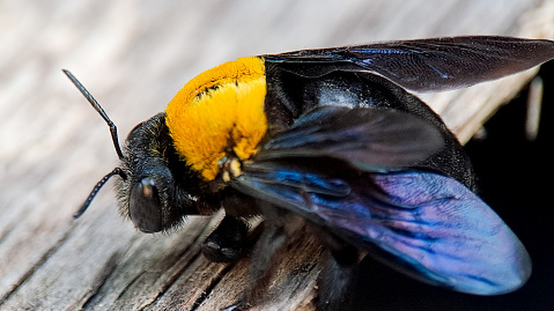 Say goodbye to carpenter bees with the help of WD-40