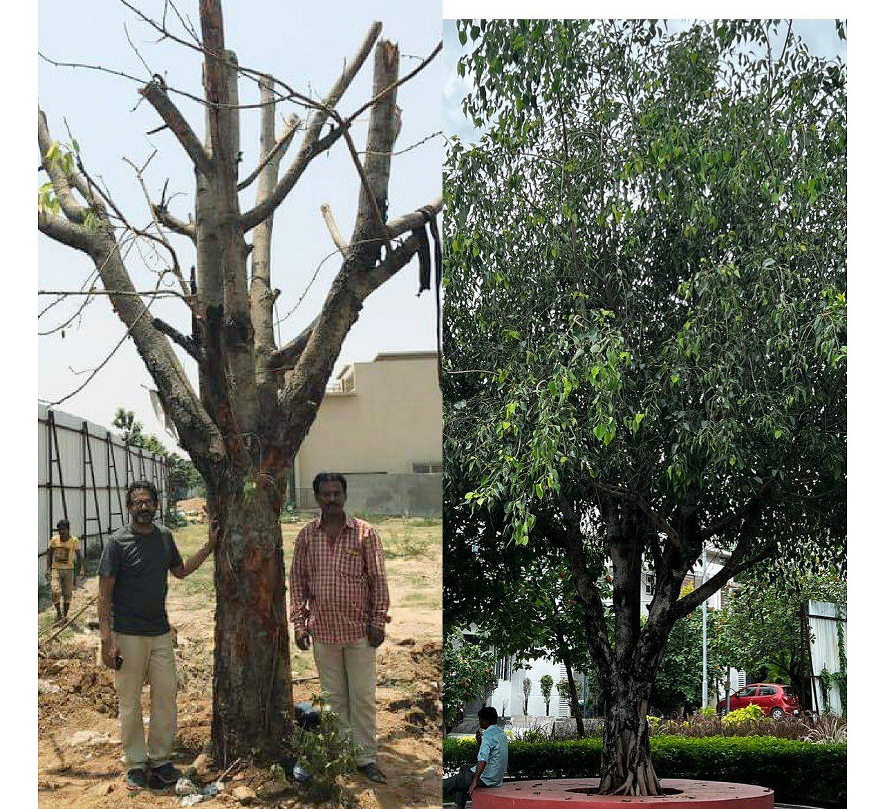 Hyderabad 'matchmaker' saves trees from the axe, helps relocate over ...