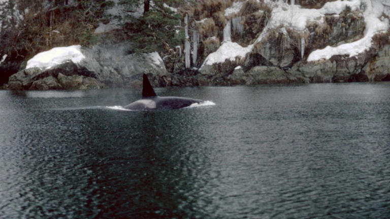 Exxon spill’s orca toll: AT1 killer whale group collapses; recovery now ...