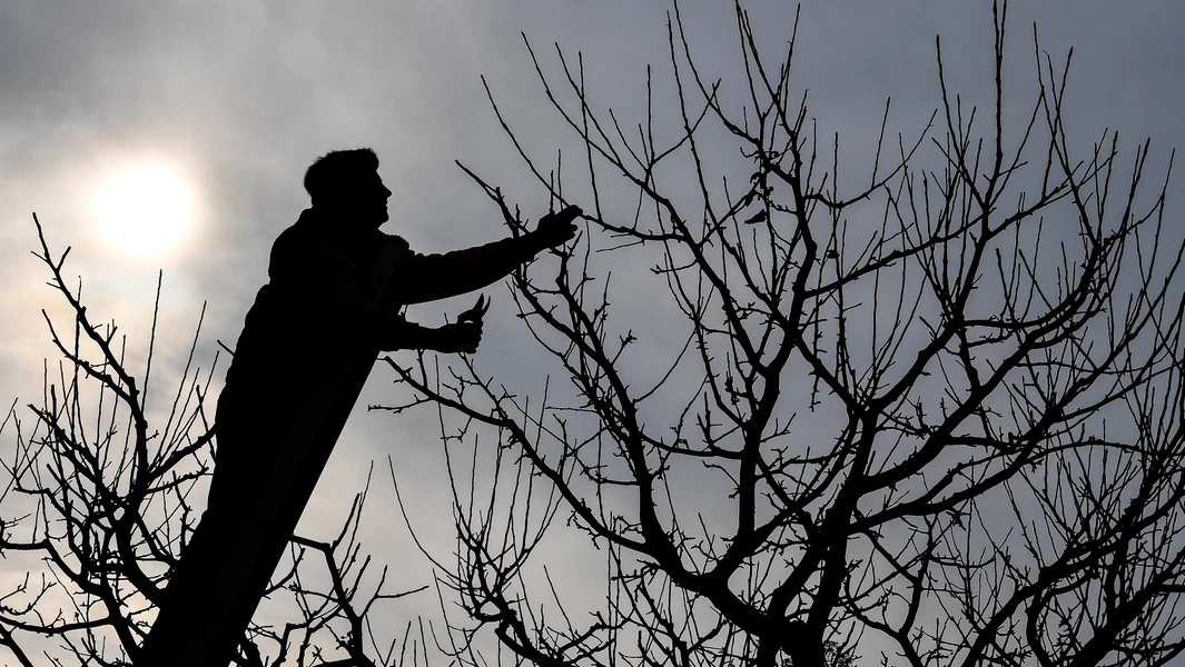 Autumn fruit tree maintenance tips