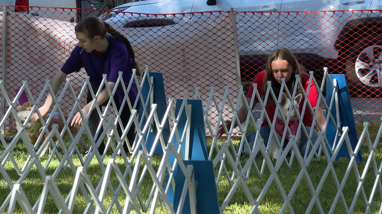 Video from Pulaski Square shows dogs in costume at Wag-O-Ween