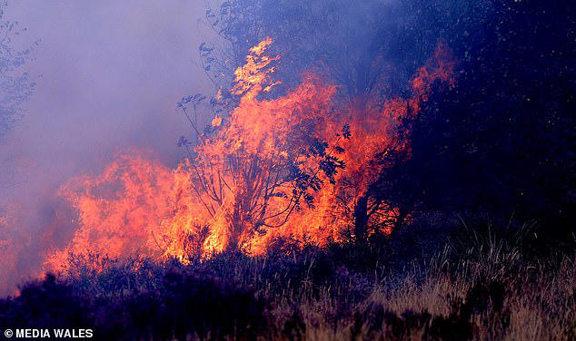 Record-breaking number of wildfires could drive up cases of head and ...