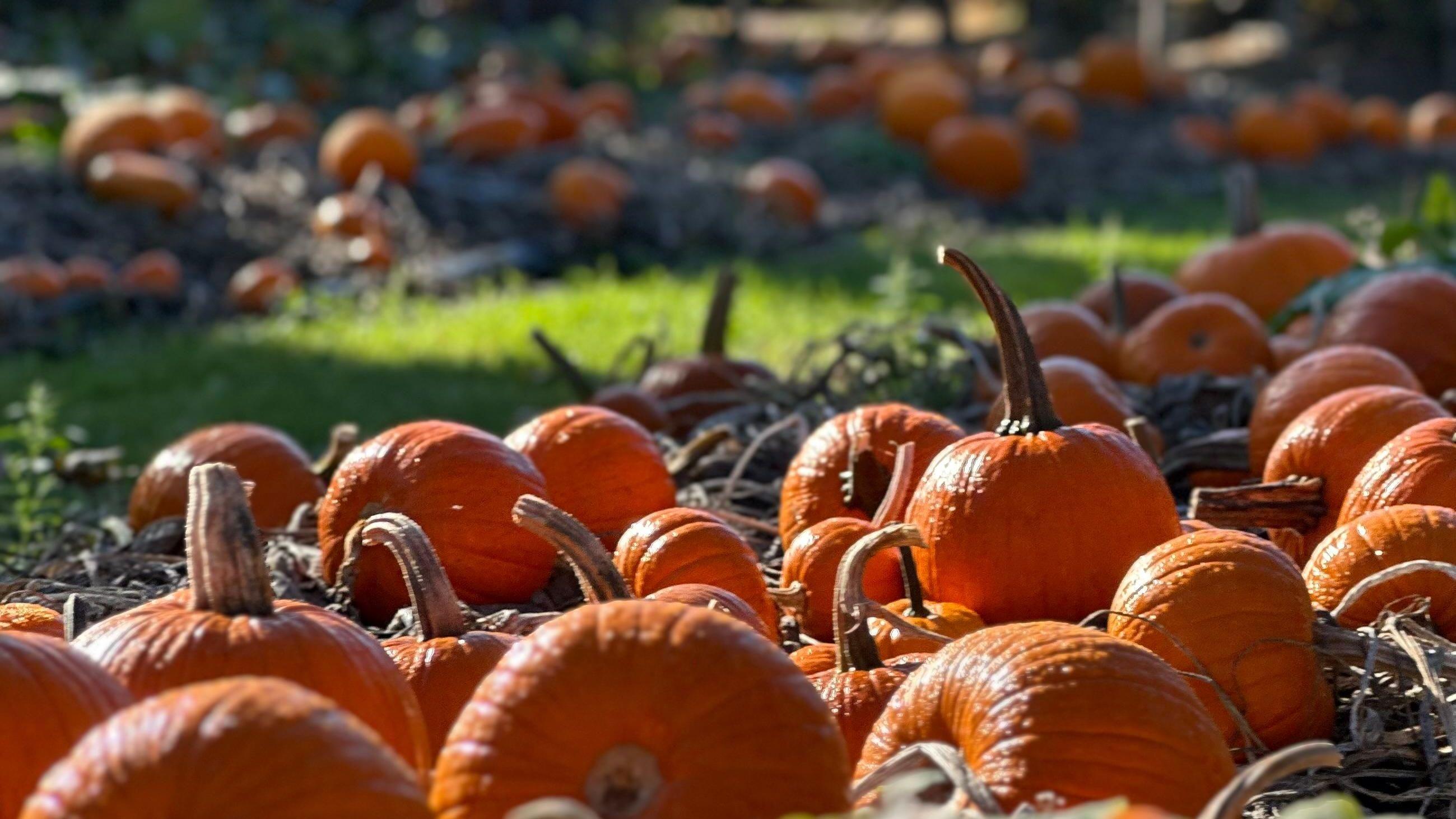 Big picture: This week's images from the South