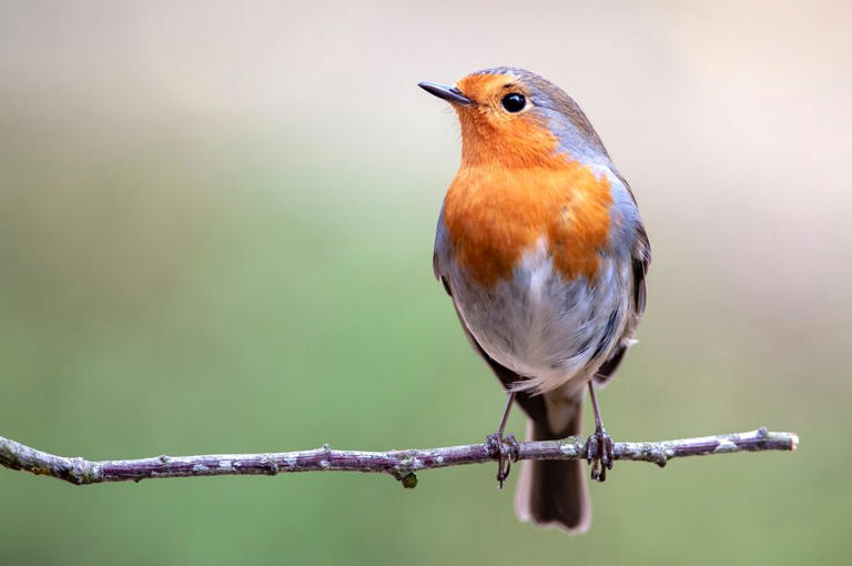 Robins are looking for food and shelter this autumn - here's how to ...