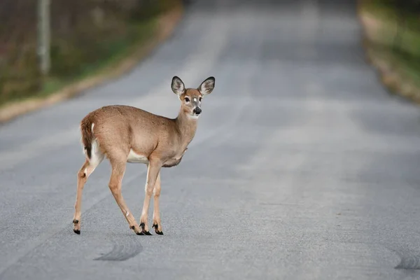 Hit the deer—insurance agent’s wild road-safety advice goes viral online
