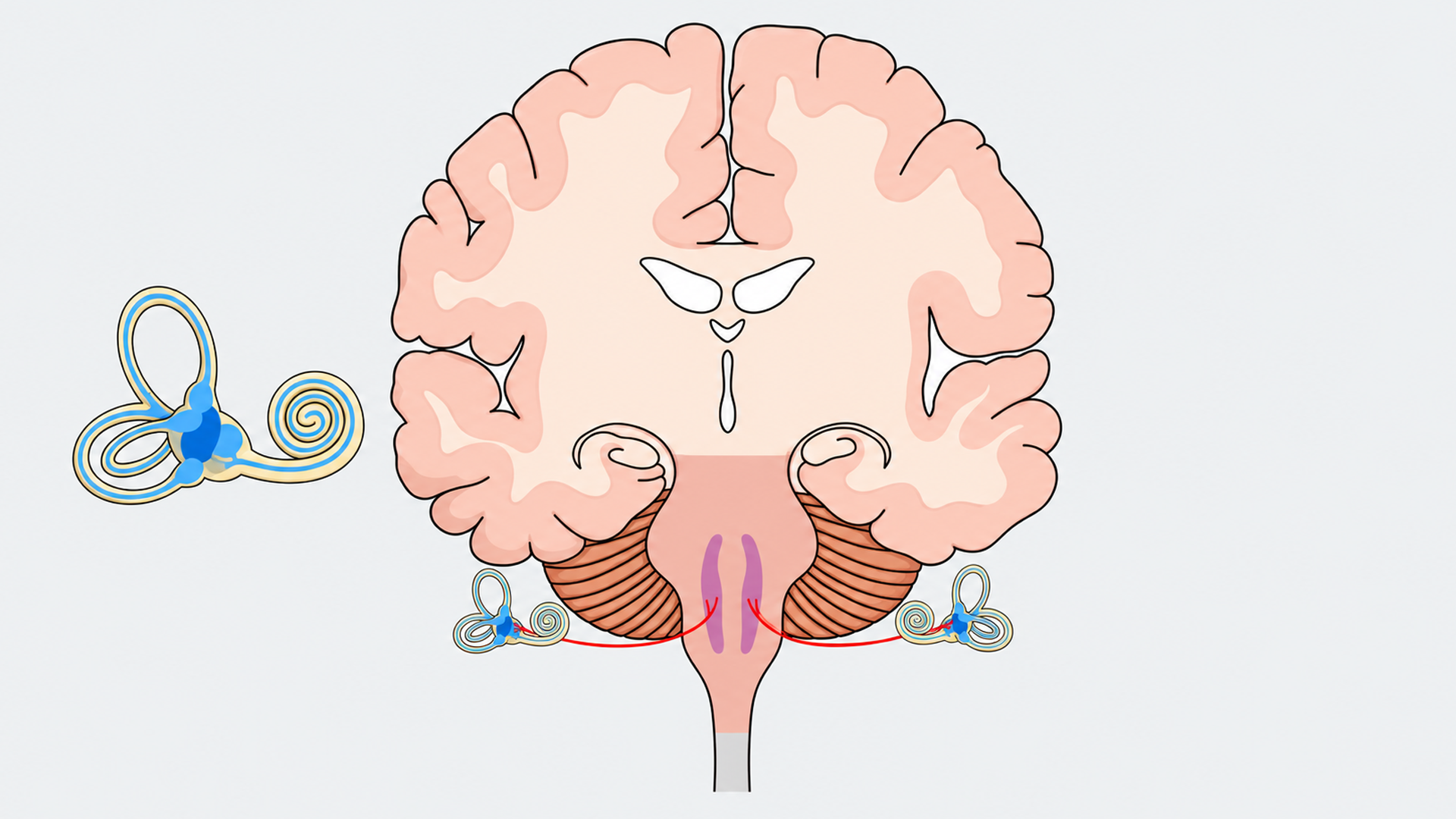 Inside the brain pathways that control body balance
