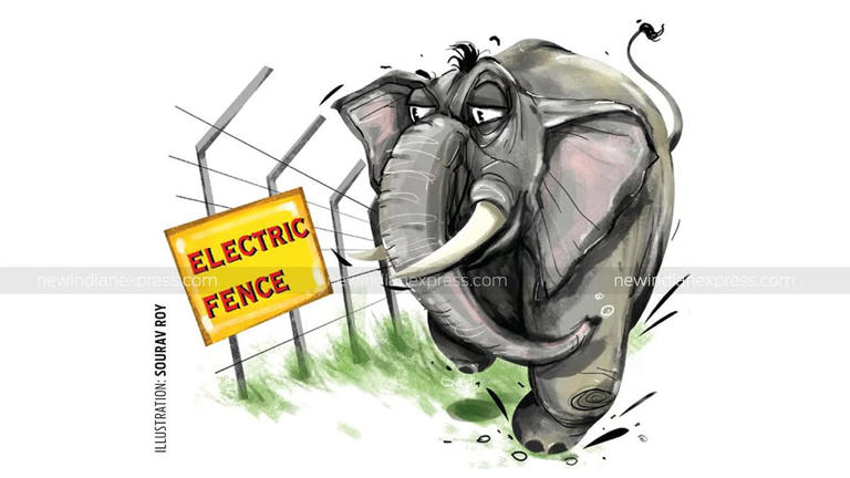 Wild elephant electrocuted in Andhra's Chittoor