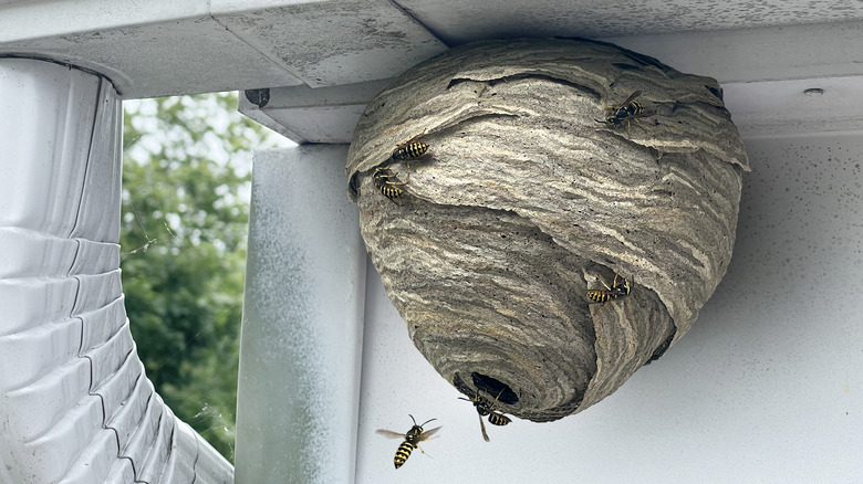 You already have the perfect tool to remove a wasp's nest (but make ...