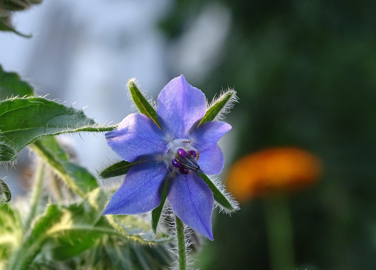 9 edible flowers worth adding to your garden