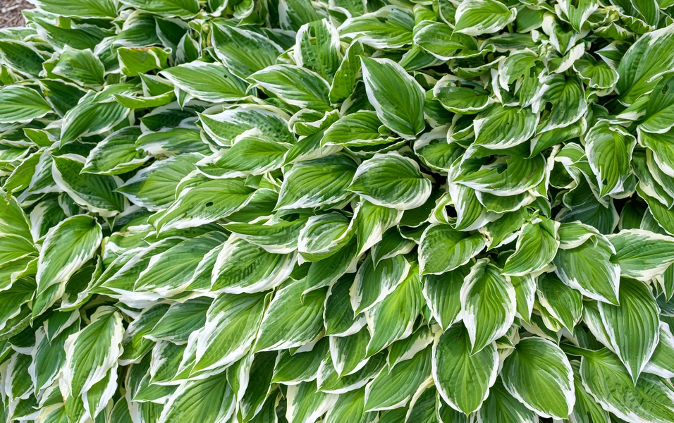 Experts urge timely pruning of frost-damaged hostas