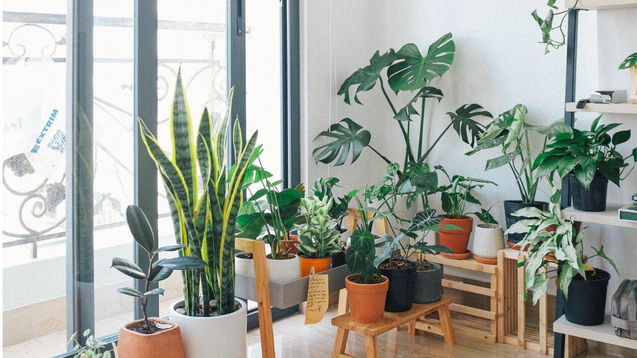 5 plants that can naturally keep insects and bugs at bay