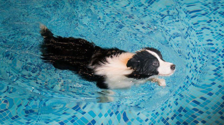 Plans approved for dog swimming pool