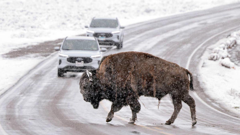 Yellowstone issues a final deadline before banning all cars