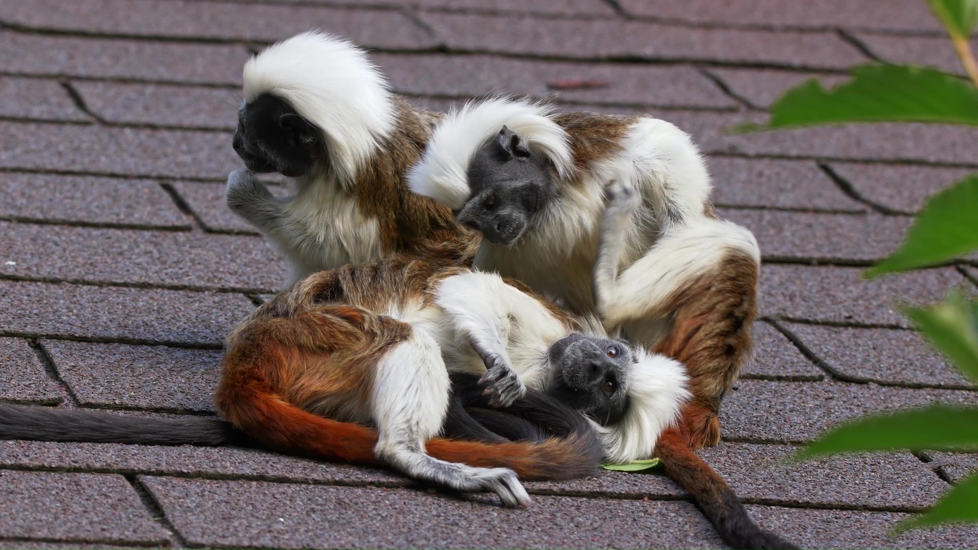 Rare moment cotton top tamarins relax together in a group