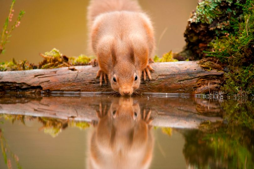 How people can support the recovery of red squirrels in Northumberland