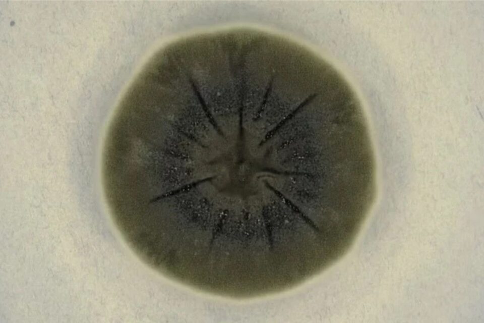 Biologists found black fungi growing in the ruins of Chernobyl’s ...