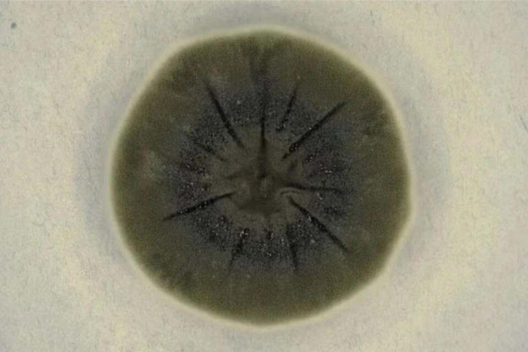 Biologists found black fungi growing in the ruins of Chernobyl’s ...