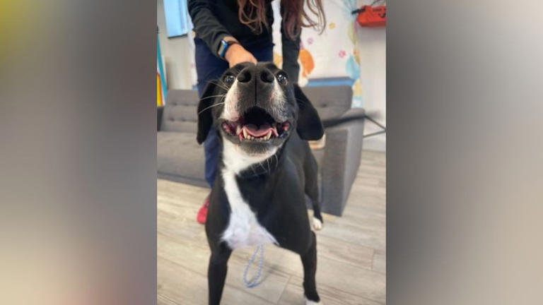 Meet sweet Maggie!