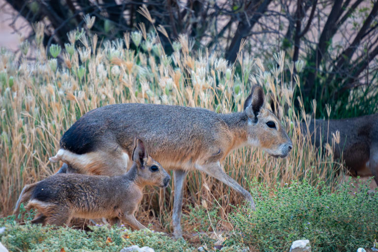 It's the size of a French bulldog, looks like a deer crossed with a ...
