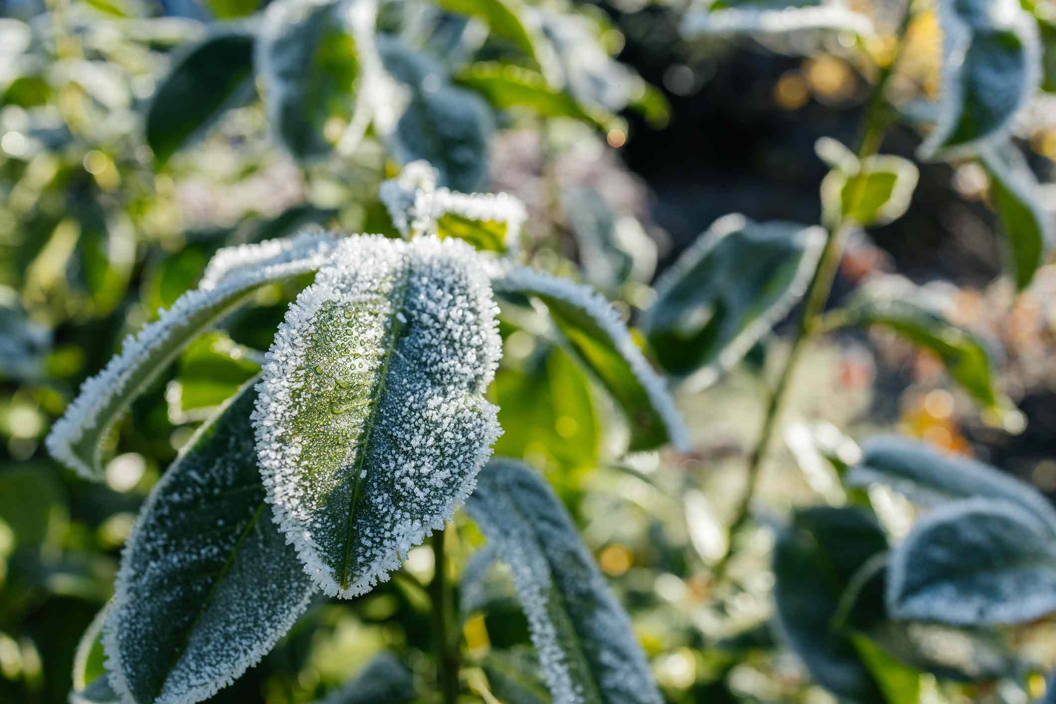 Don't prune too early—these 8 plants should be cut back after the first ...