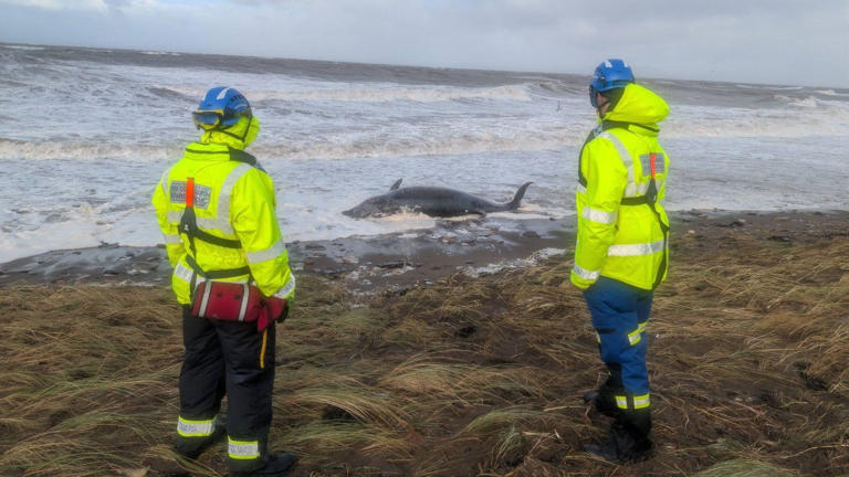 Dead whale found washed up on beach in storm
