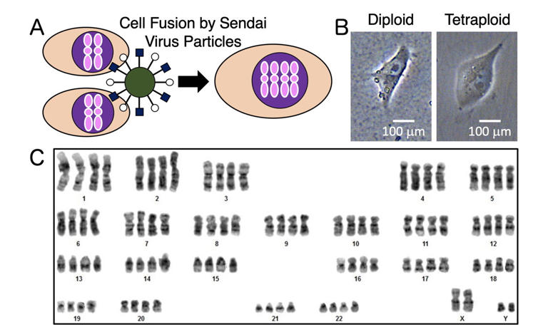 Doubling stem cell chromosomes produces heart cells with stronger ...