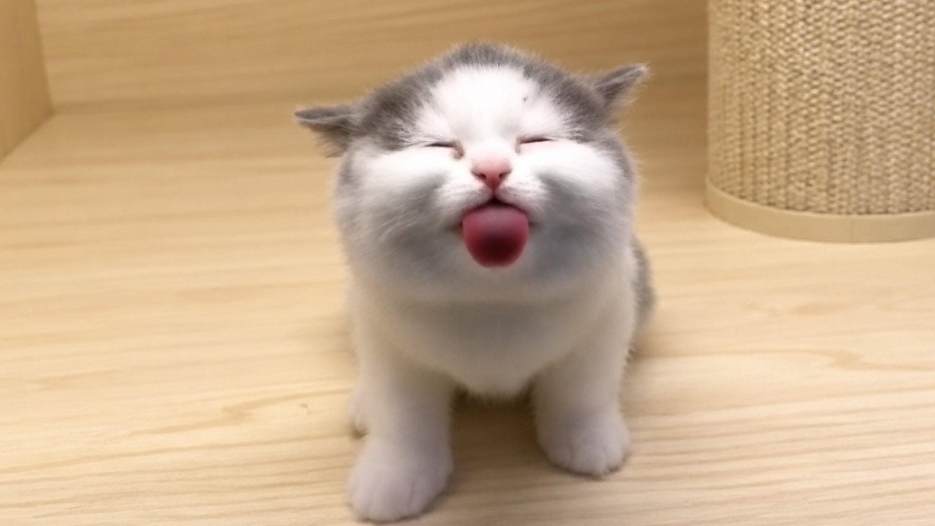 Fluffy gray and white kitten sticks out its tongue