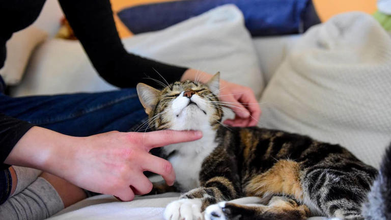 6 subtle signs your cat loves having you around, even if they don't show it